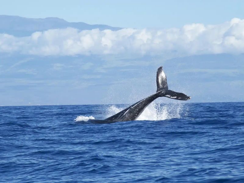 Delfines saltando en el Golfo Dulce