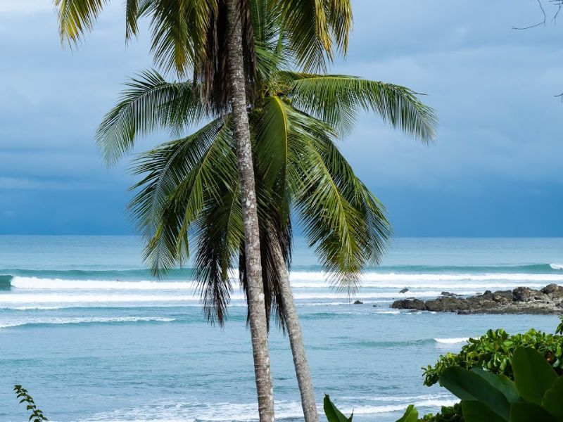 Vista de la playa de Matapalo con palmeras y olas perfectas